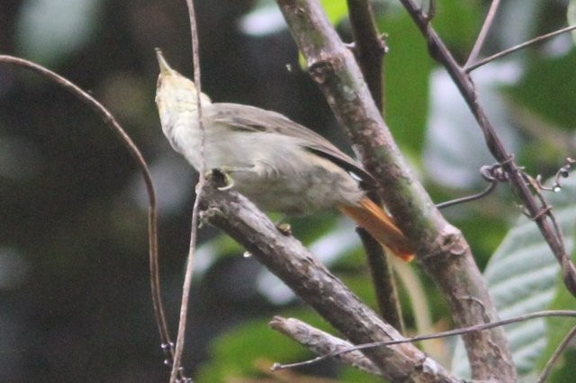 Rufous-tailed Foliage-gleaner - ML24778731