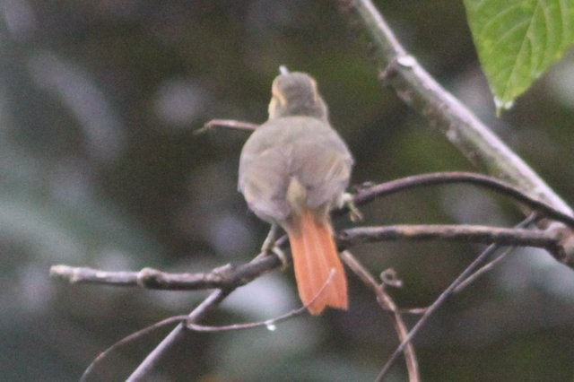 Rufous-tailed Foliage-gleaner - ML24778761