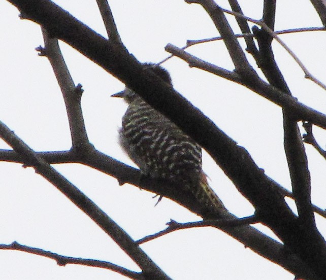 Cardinal Woodpecker - Ramit Singal