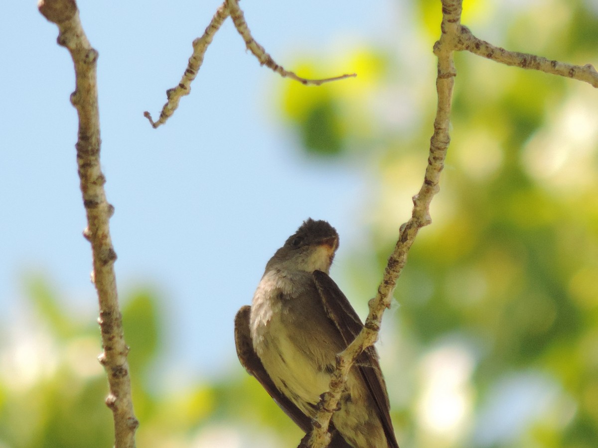 Western Wood-Pewee - Dayton Osland