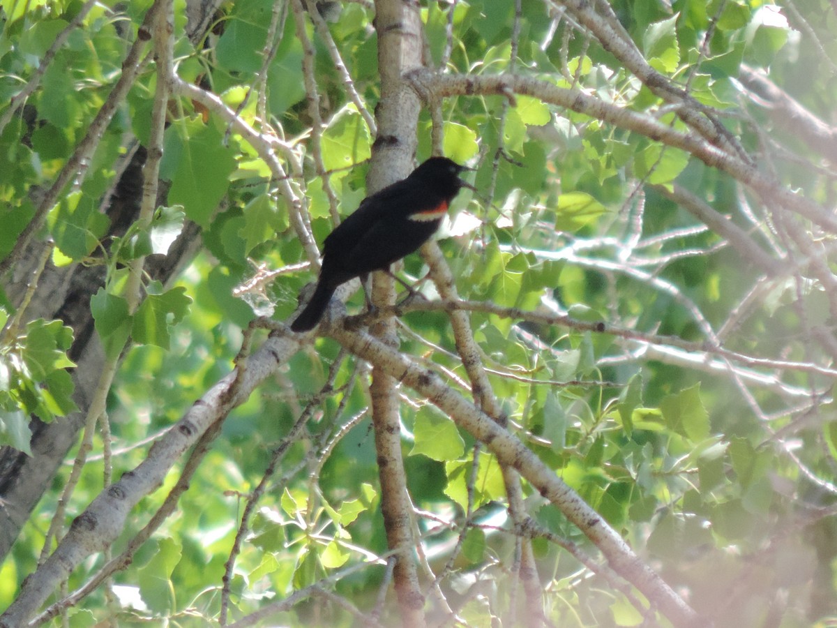 Red-winged Blackbird - ML247789181