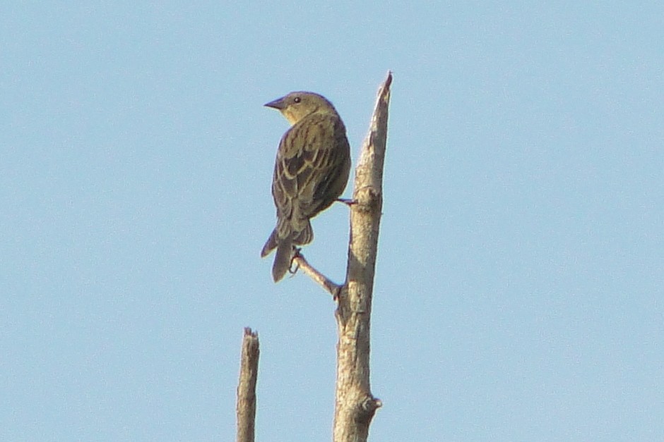 Chestnut-capped Blackbird - ML247789191