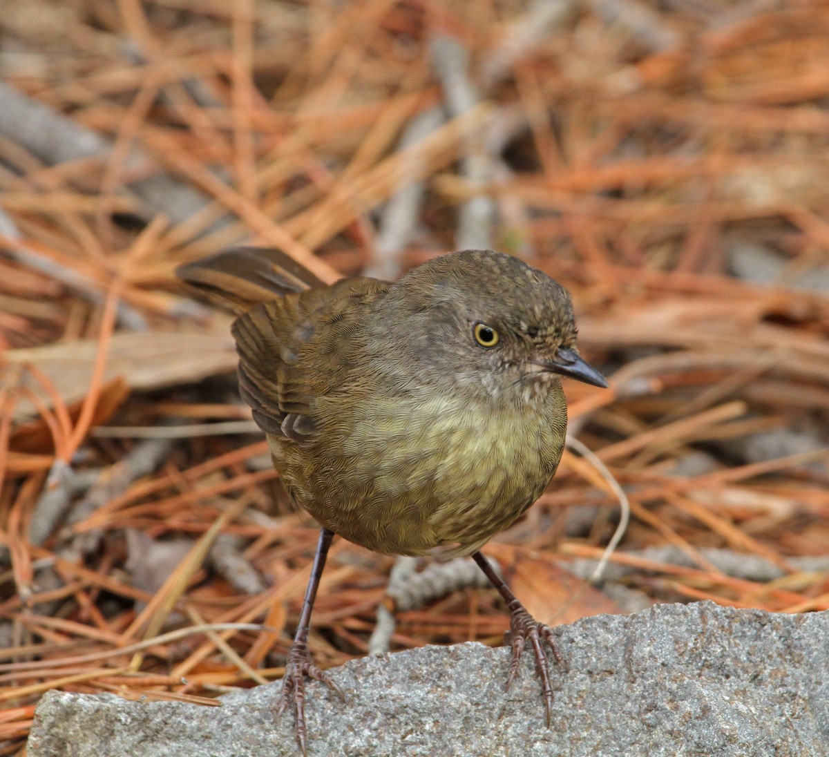 Tasmanian Scrubwren - ML24778921