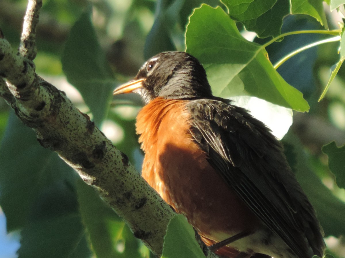 American Robin - Dayton Osland