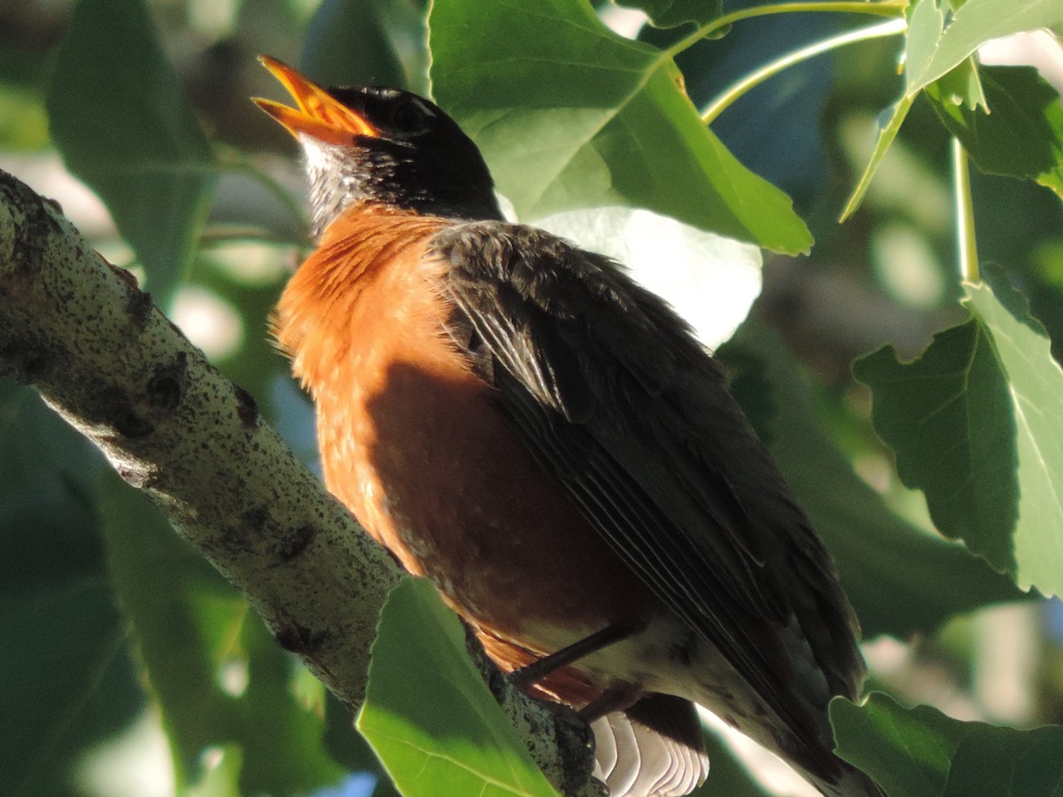 American Robin - Dayton Osland