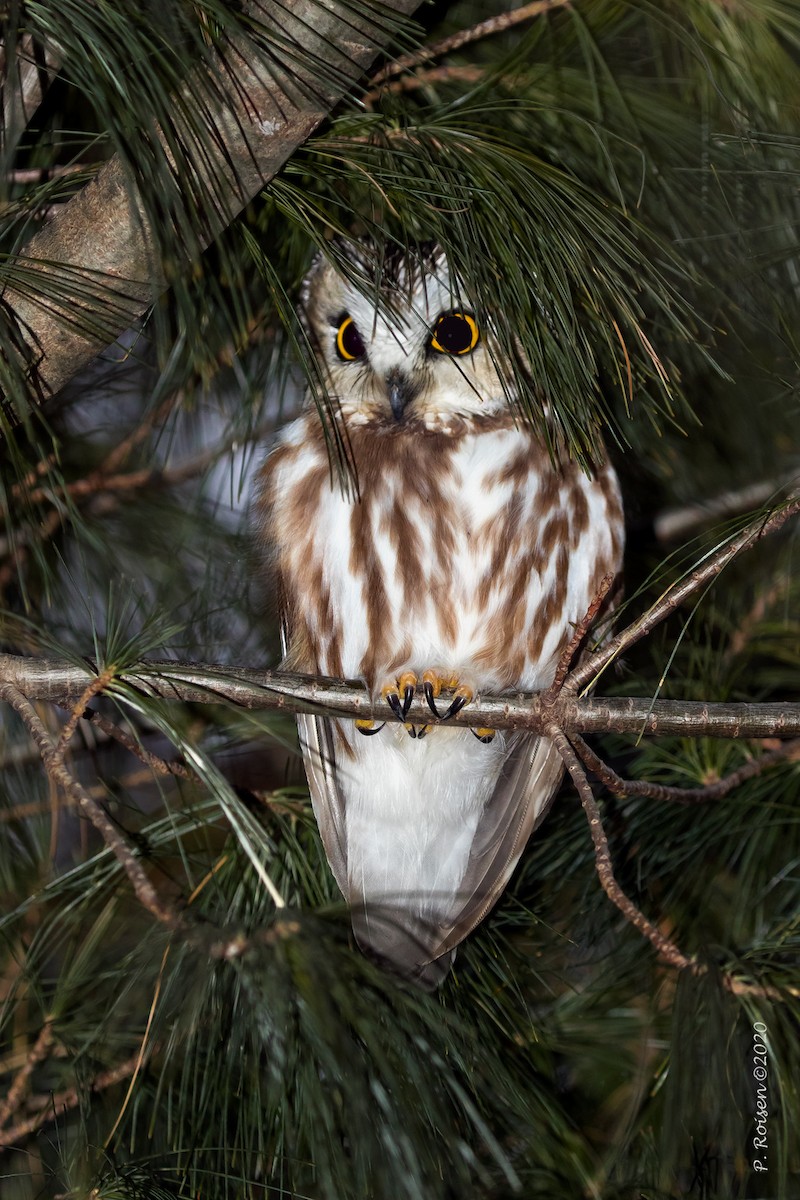 Northern Saw-whet Owl - ML247789461