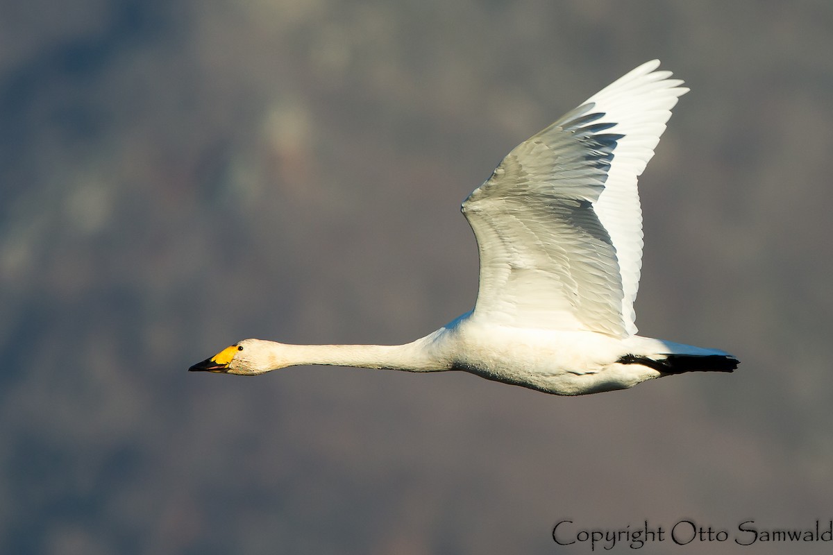 Tundra Swan (Bewick's) - Otto Samwald