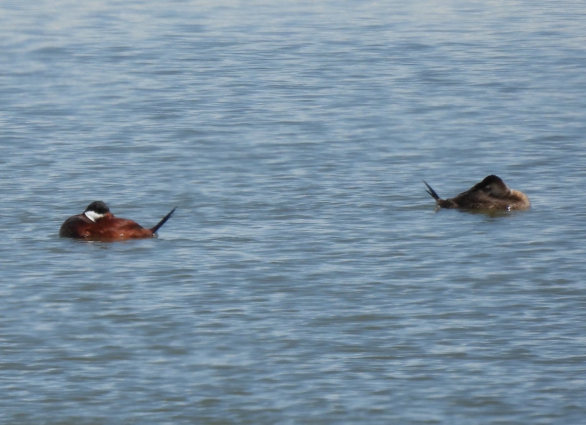 Ruddy Duck - ML247791721