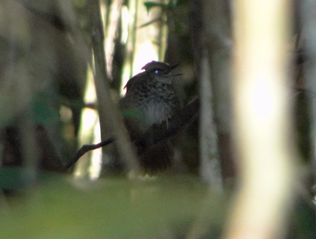 Scalloped Antbird - ML247791971