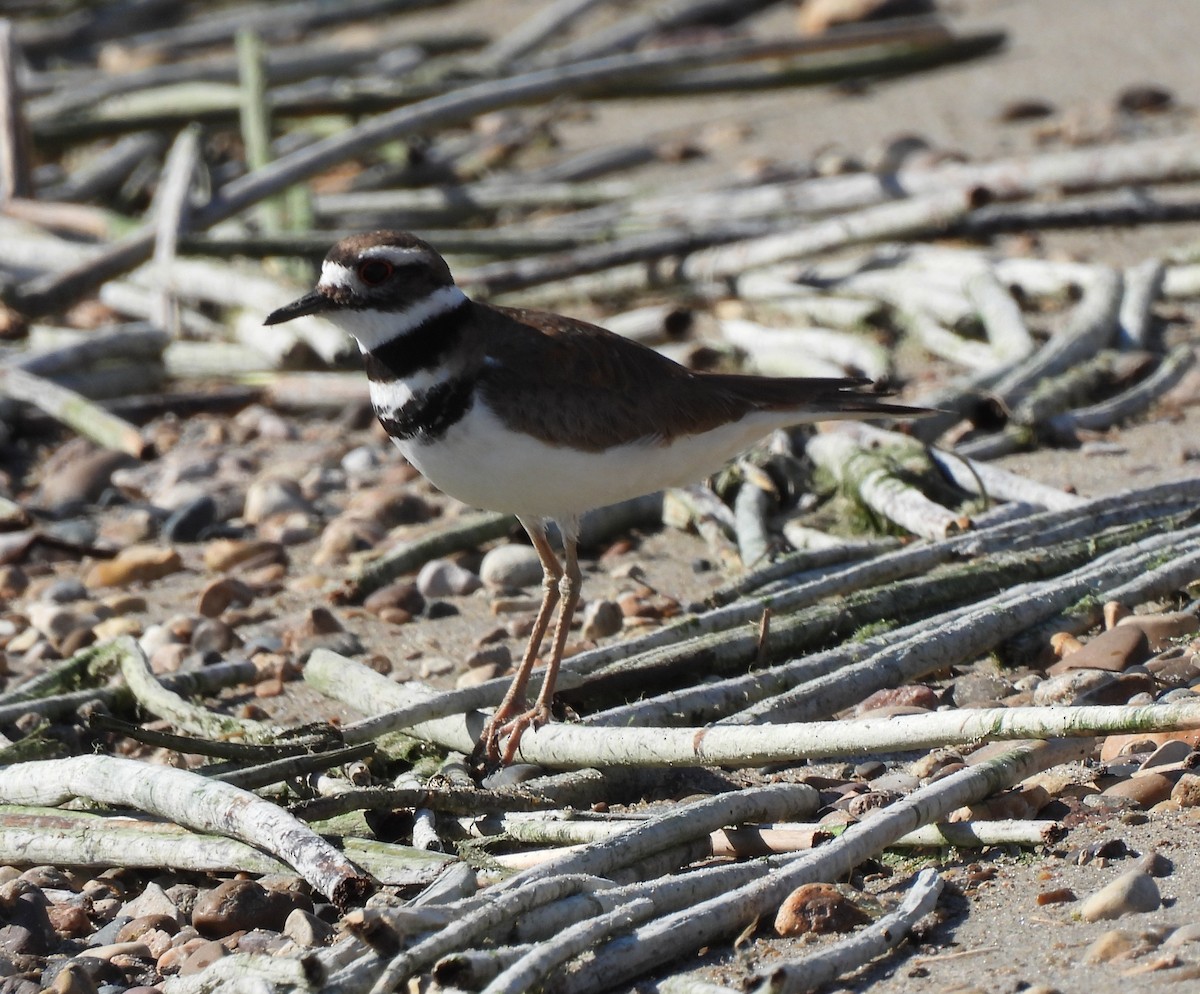 Killdeer - ML247791981