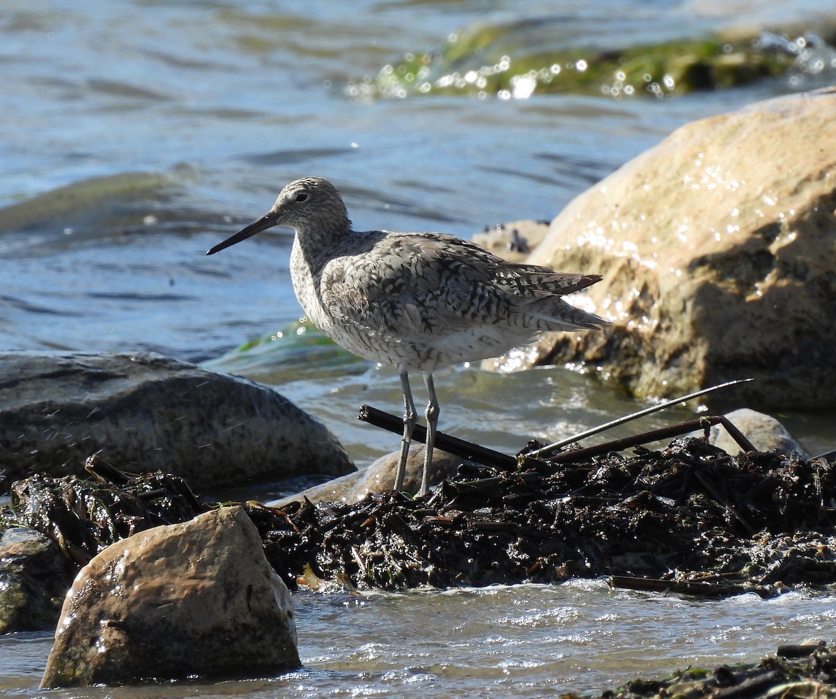 Willet - ML247792251