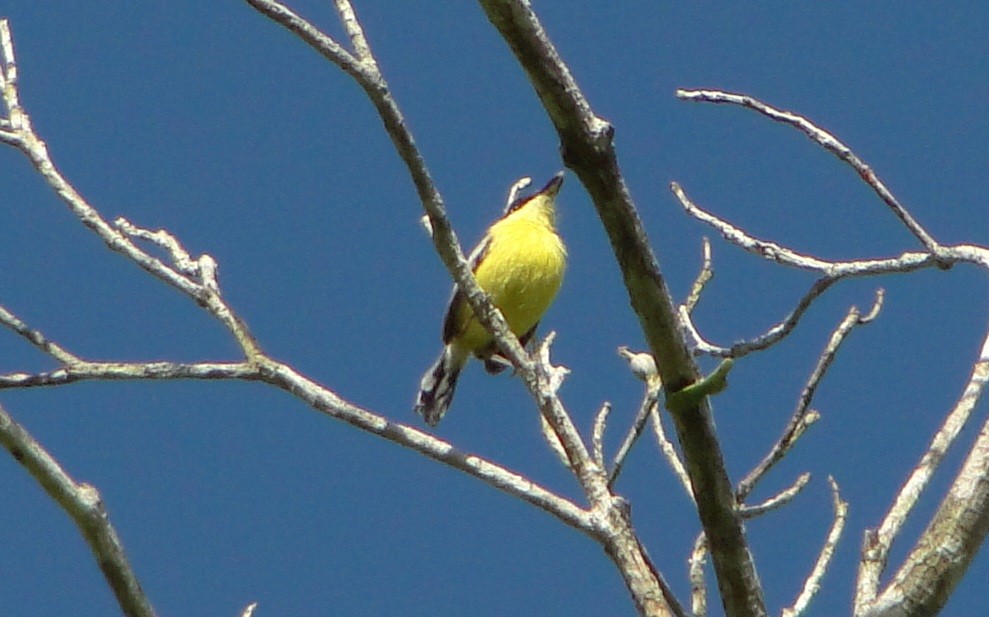 Common Tody-Flycatcher - Carlos Otávio Gussoni