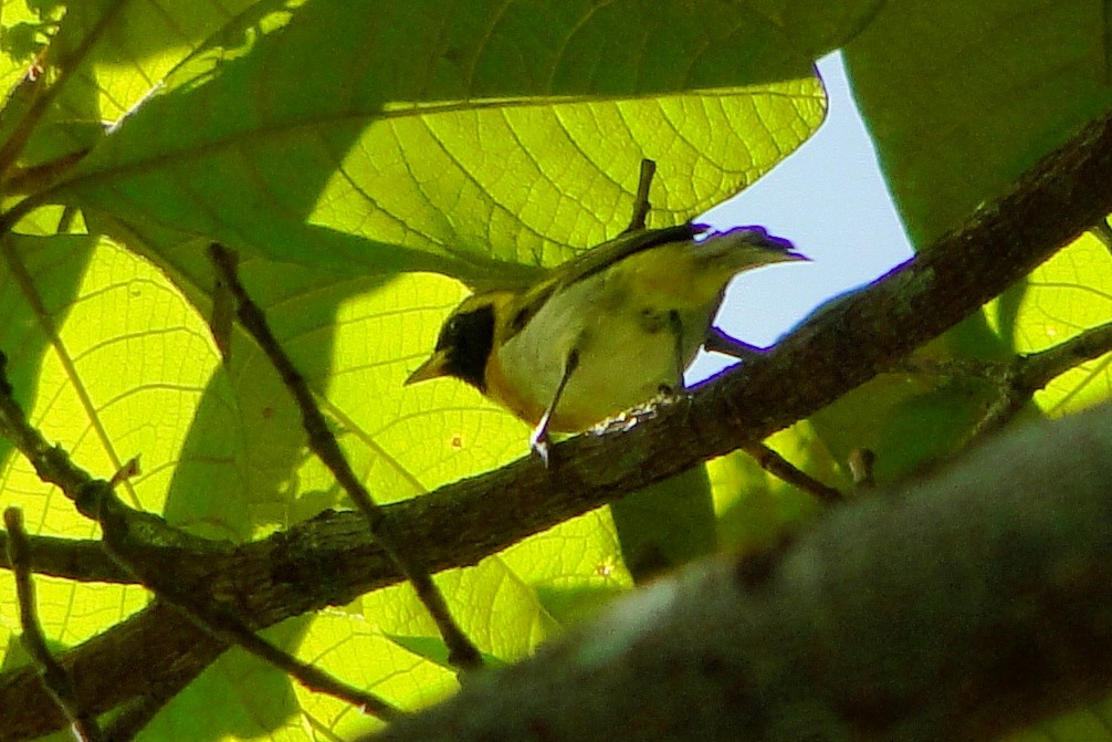 Guira Tanager - ML247792321