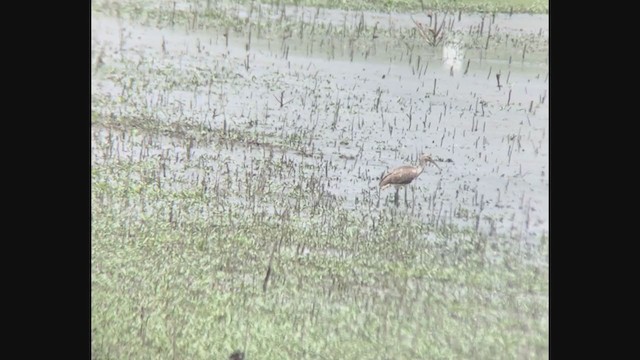 White Ibis - ML247792831