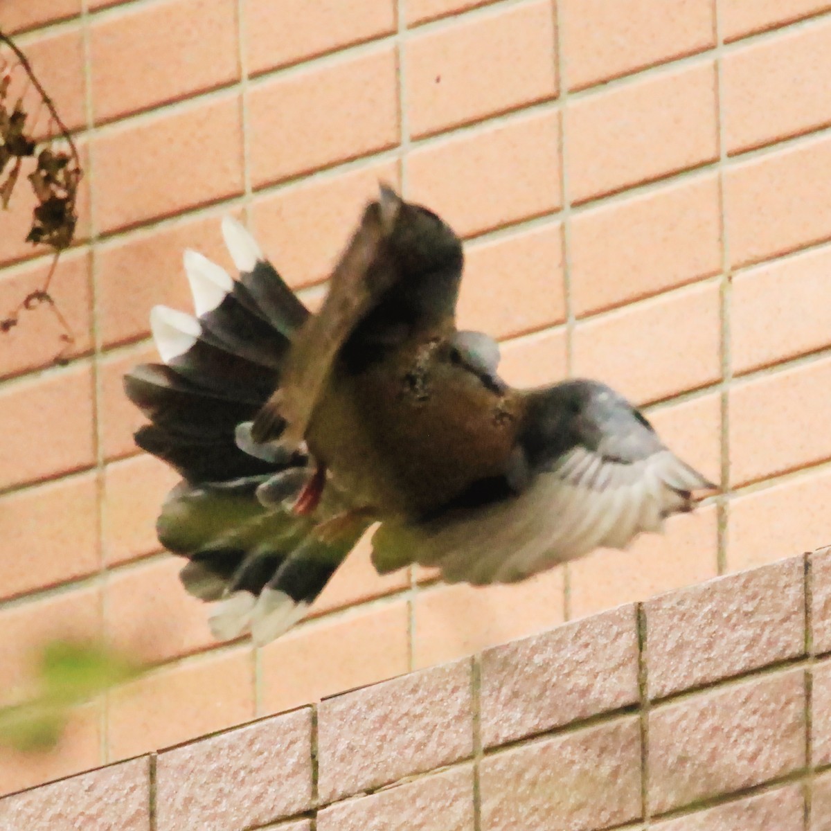 Spotted Dove - poshien chien