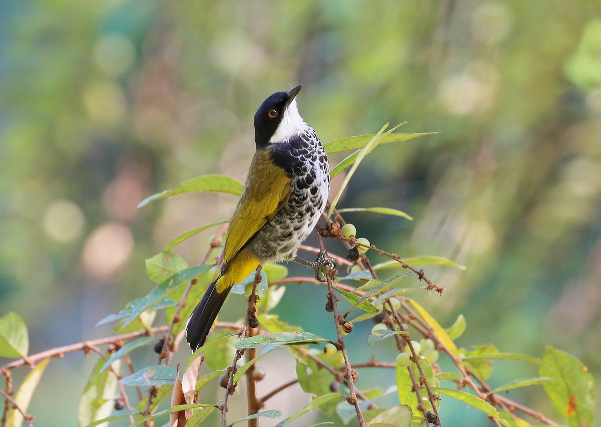Scaly-breasted Bulbul - Neoh Hor Kee
