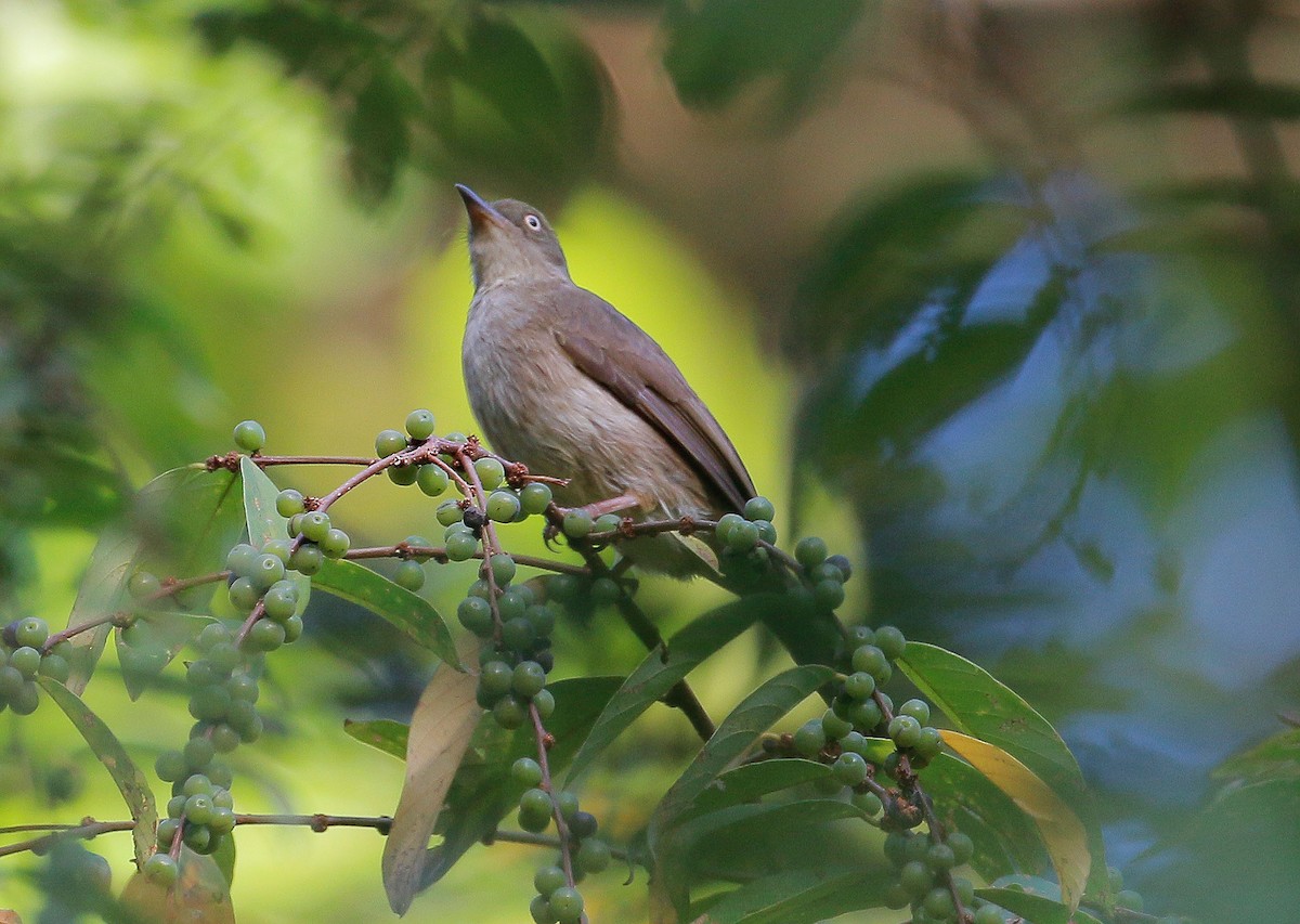 Bulbul aux yeux blancs - ML24779601