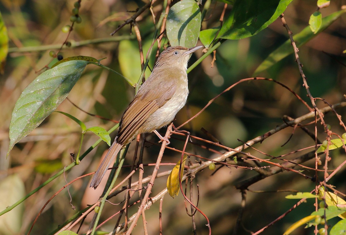 Buff-vented Bulbul - ML24779621