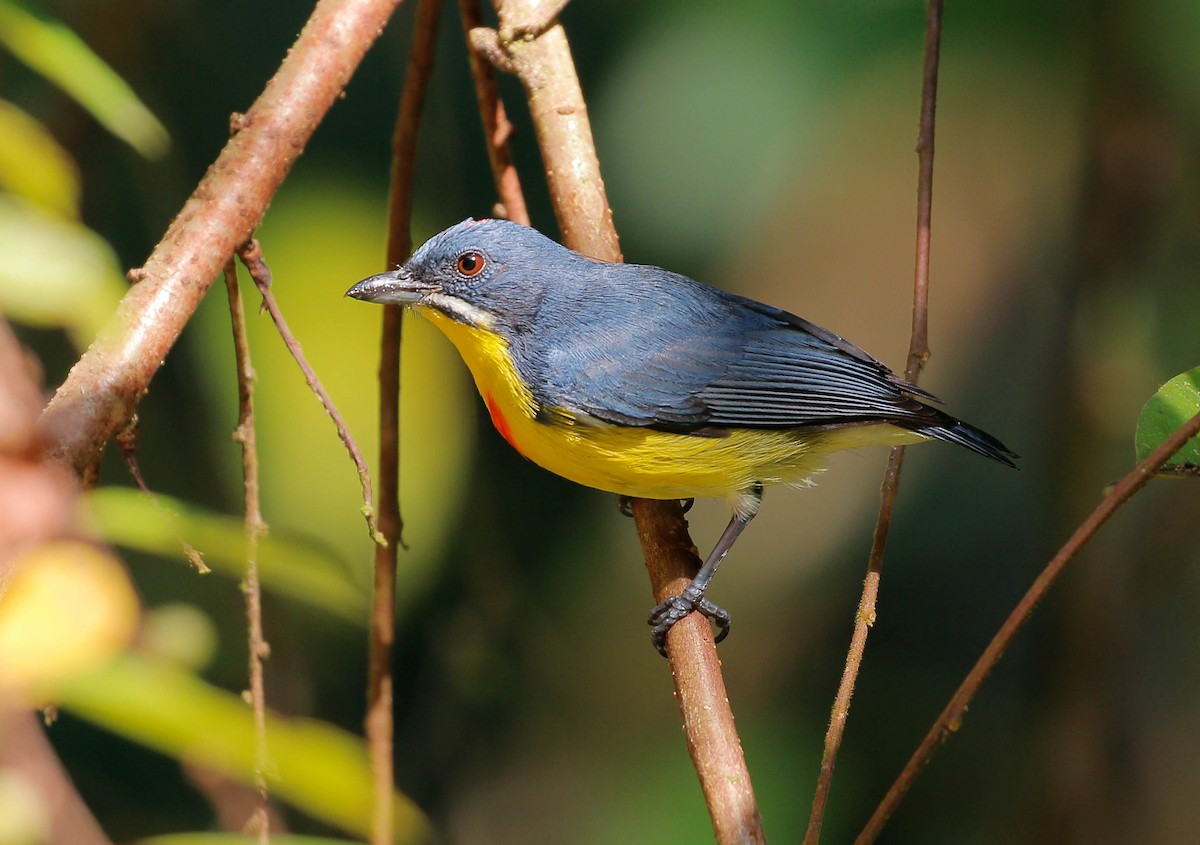 Crimson-breasted Flowerpecker - Neoh Hor Kee