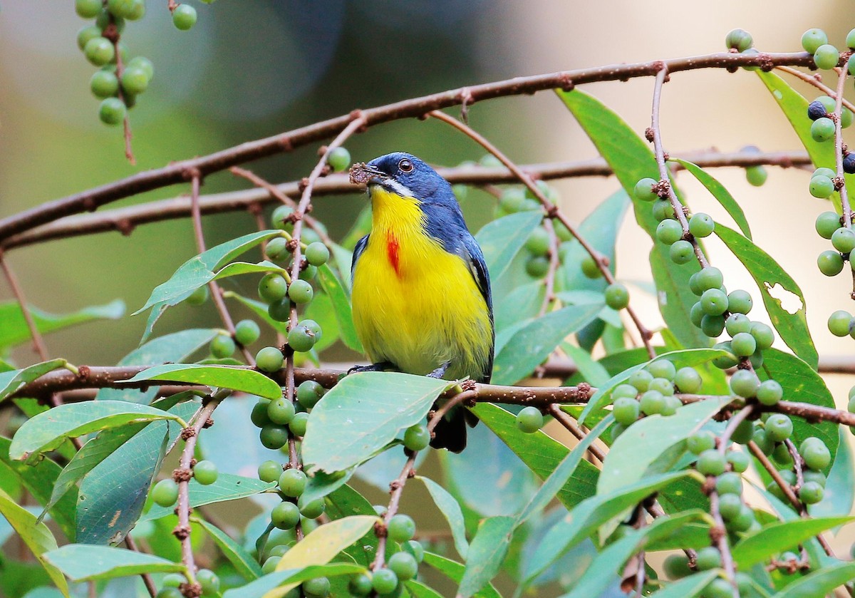 Crimson-breasted Flowerpecker - ML24779731