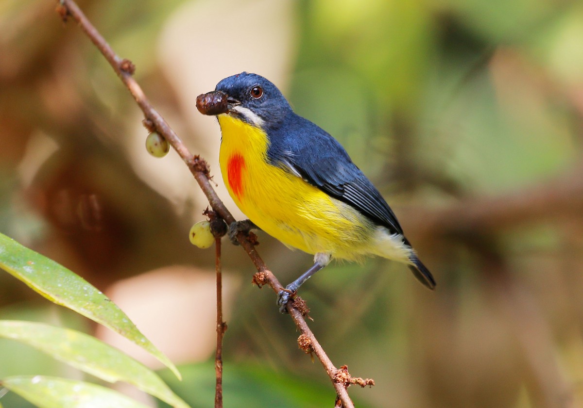 Crimson-breasted Flowerpecker - ML24779741