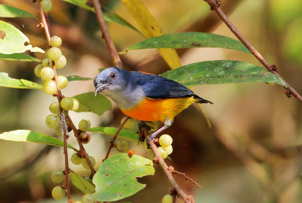 Orange-bellied Flowerpecker - Neoh Hor Kee