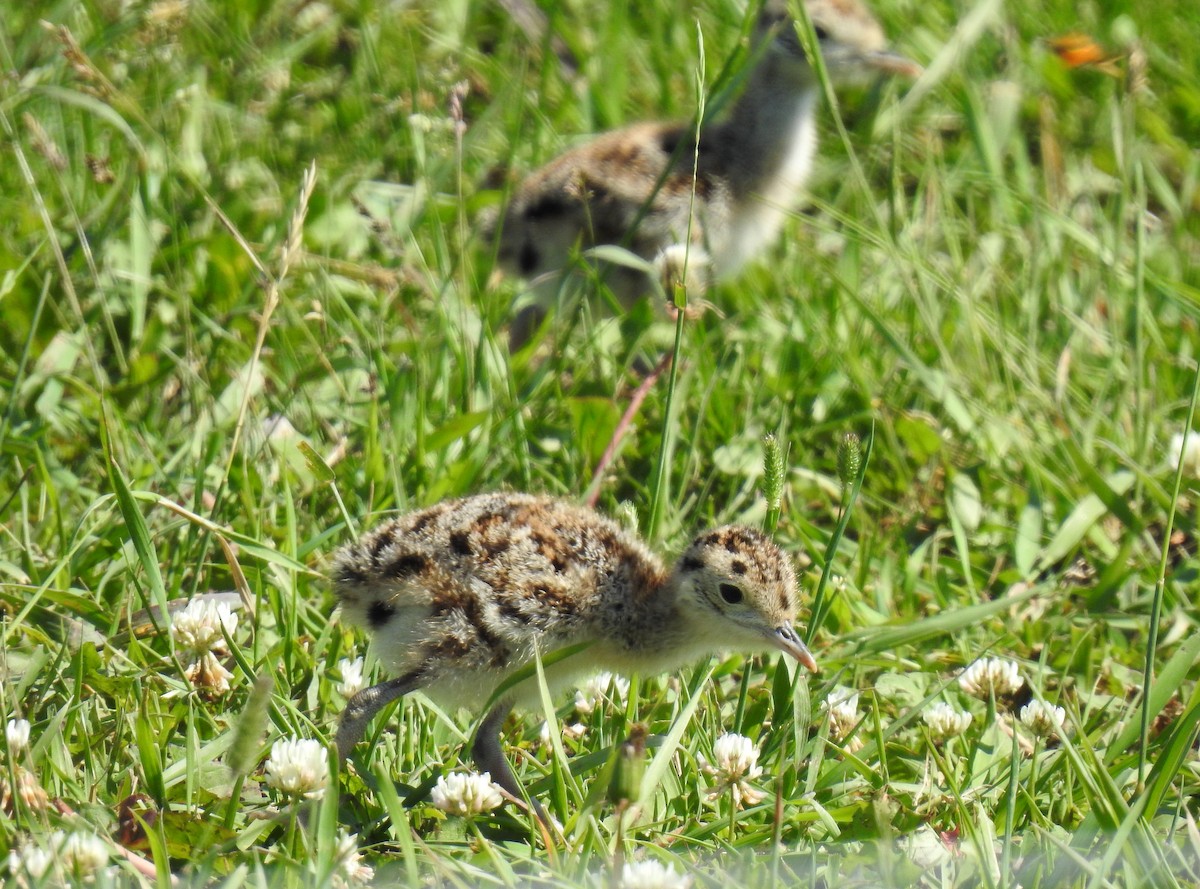 Upland Sandpiper - Barbara N. Charlton