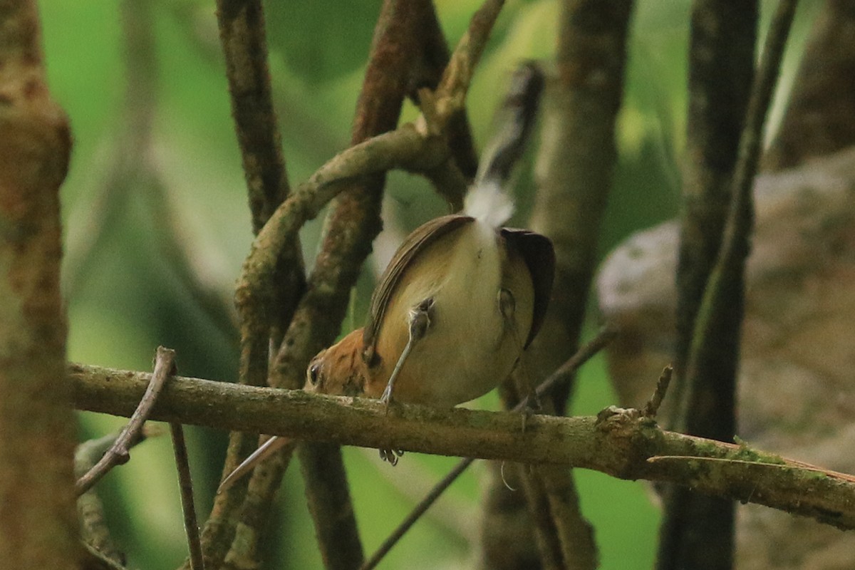 Long-billed Gnatwren - ML247798901