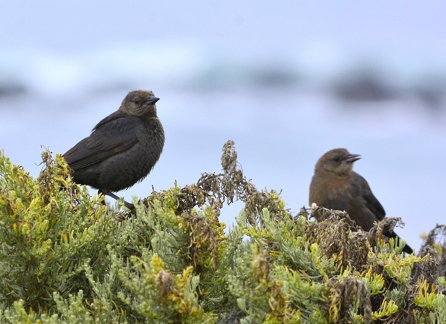 Brewer's Blackbird - ML247799711