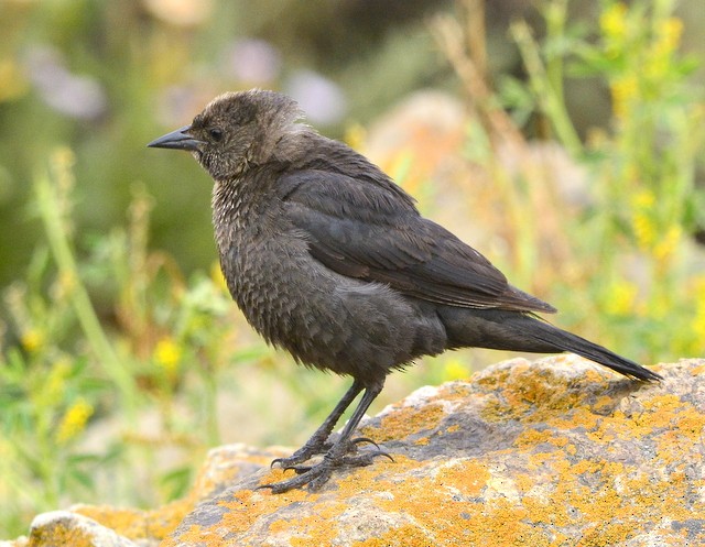 Brewer's Blackbird - ML247799721