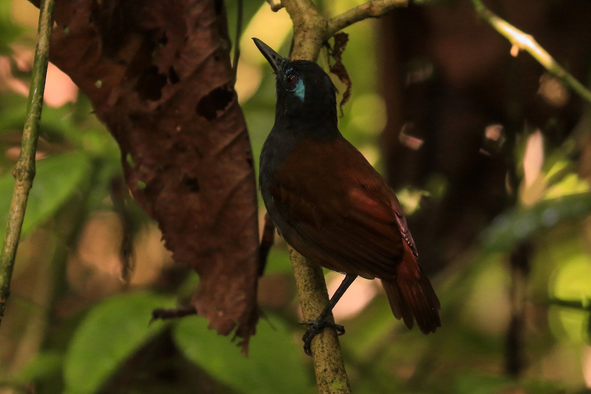 Chestnut-backed Antbird - ML247800221