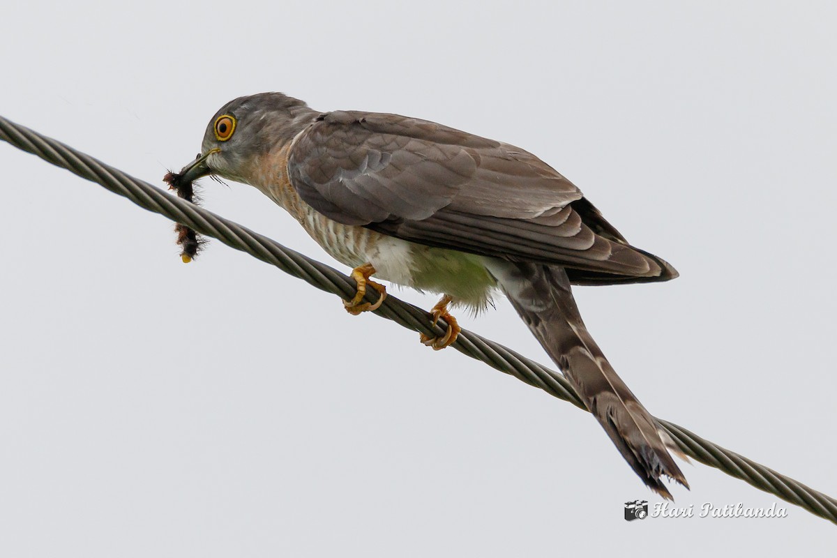 Common Hawk-Cuckoo - ML247801141