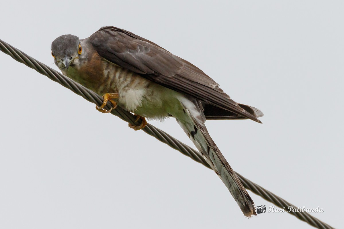 Common Hawk-Cuckoo - ML247801151