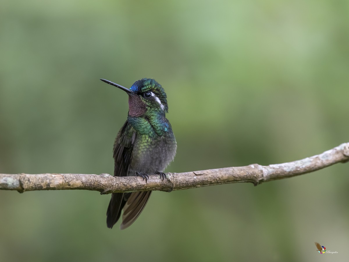 Purple-throated Mountain-gem - Fernando Burgalin Sequeria