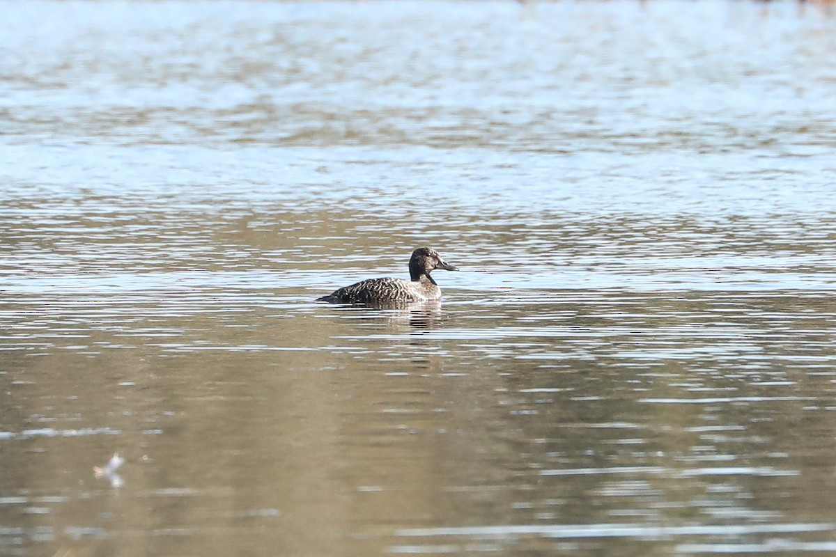 Blue-billed Duck - ML247801471