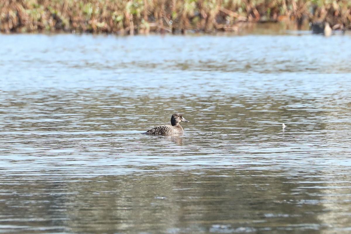 Blue-billed Duck - ML247801501