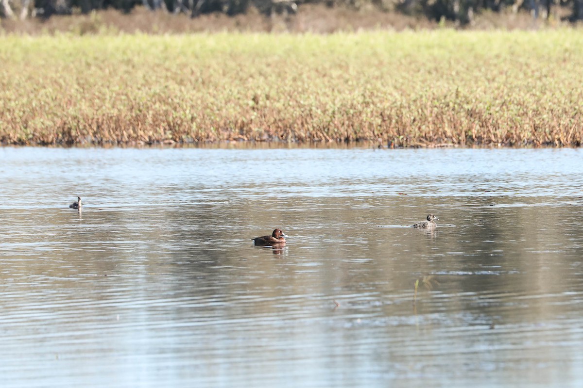 Blue-billed Duck - ML247801521