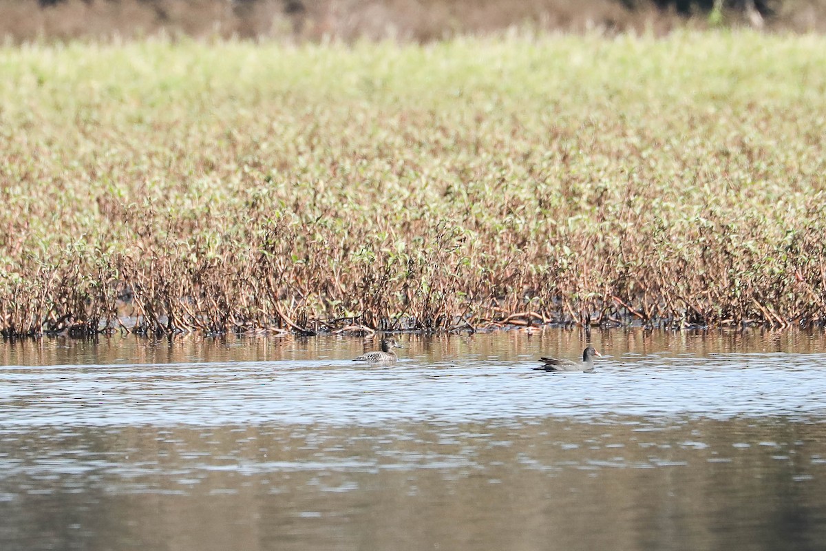 Blue-billed Duck - ML247801531