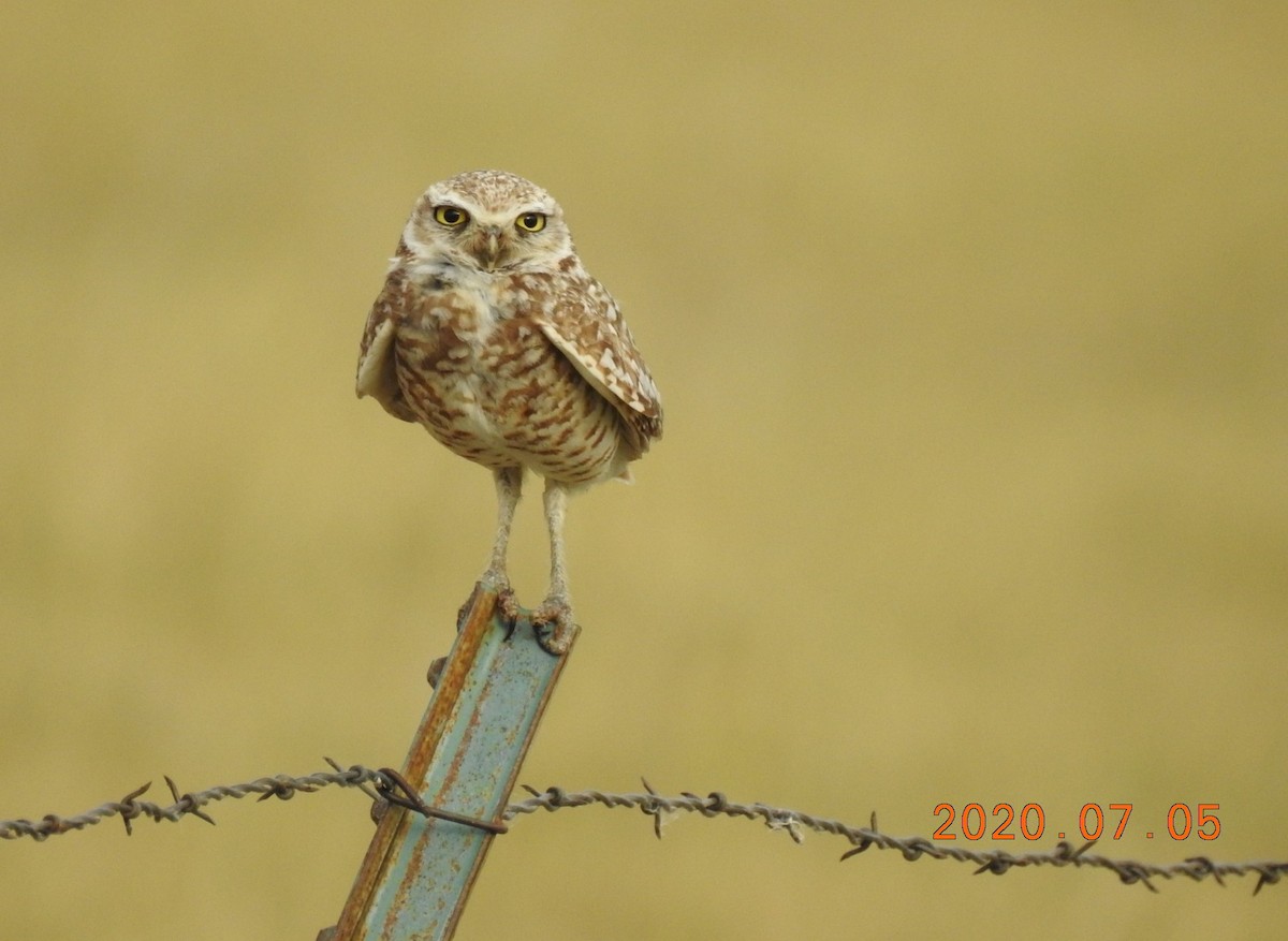 Burrowing Owl - ML247802541