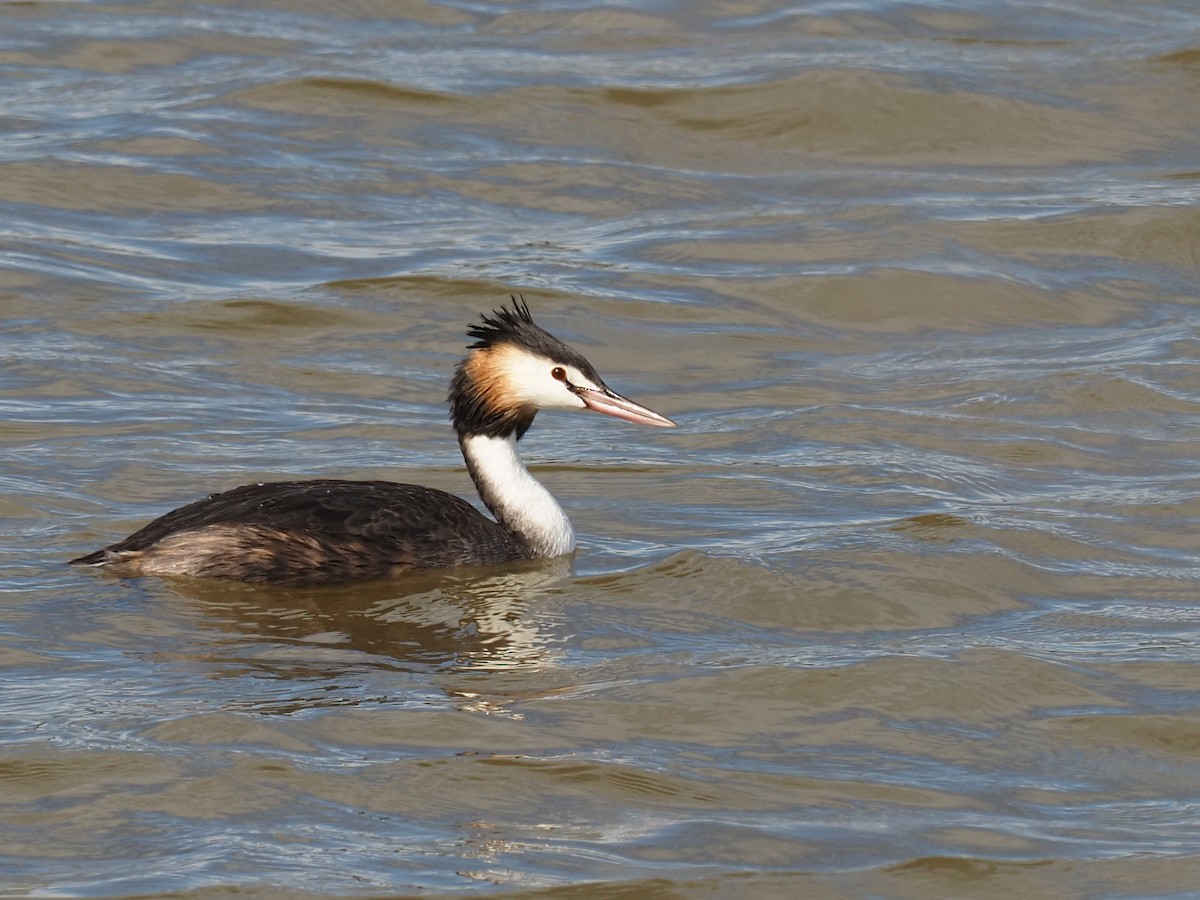 Great Crested Grebe - Len and Chris Ezzy