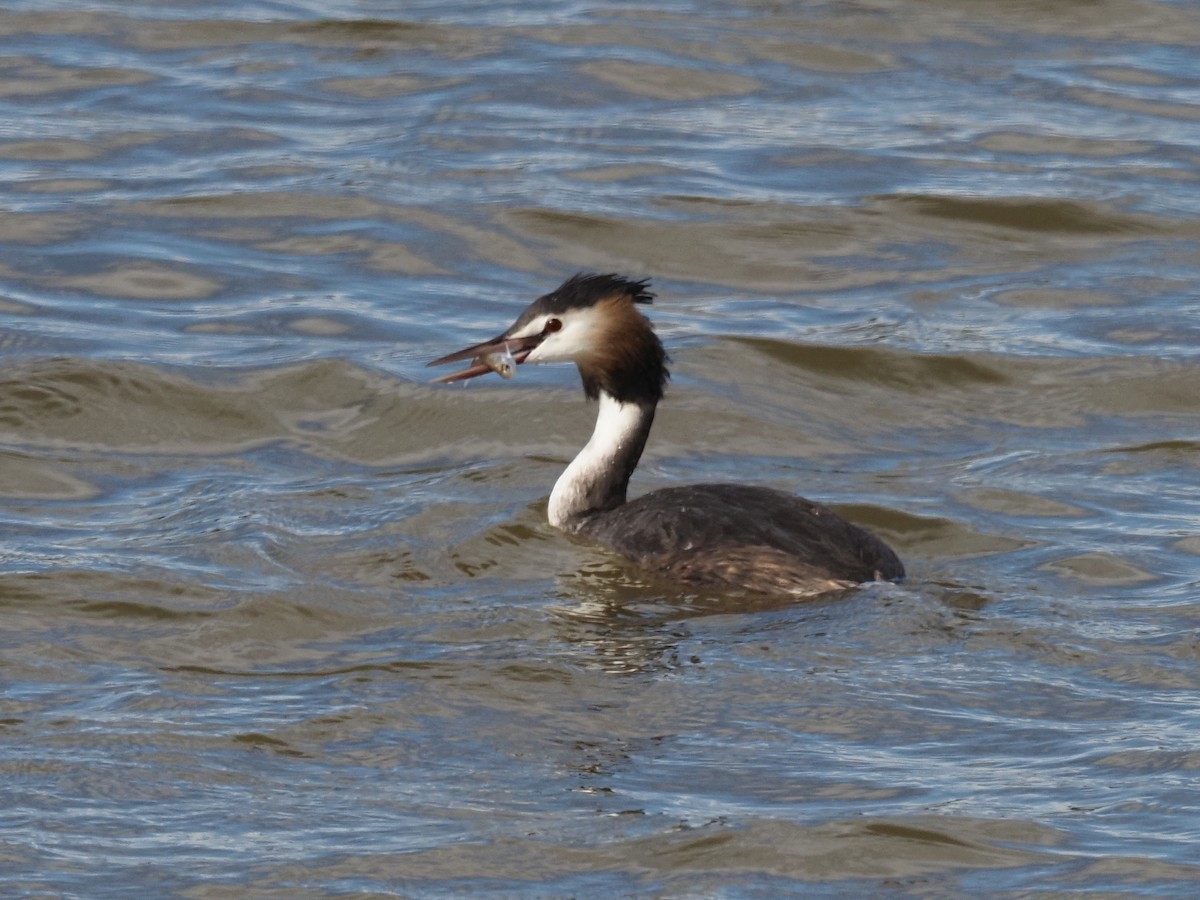 Great Crested Grebe - Len and Chris Ezzy