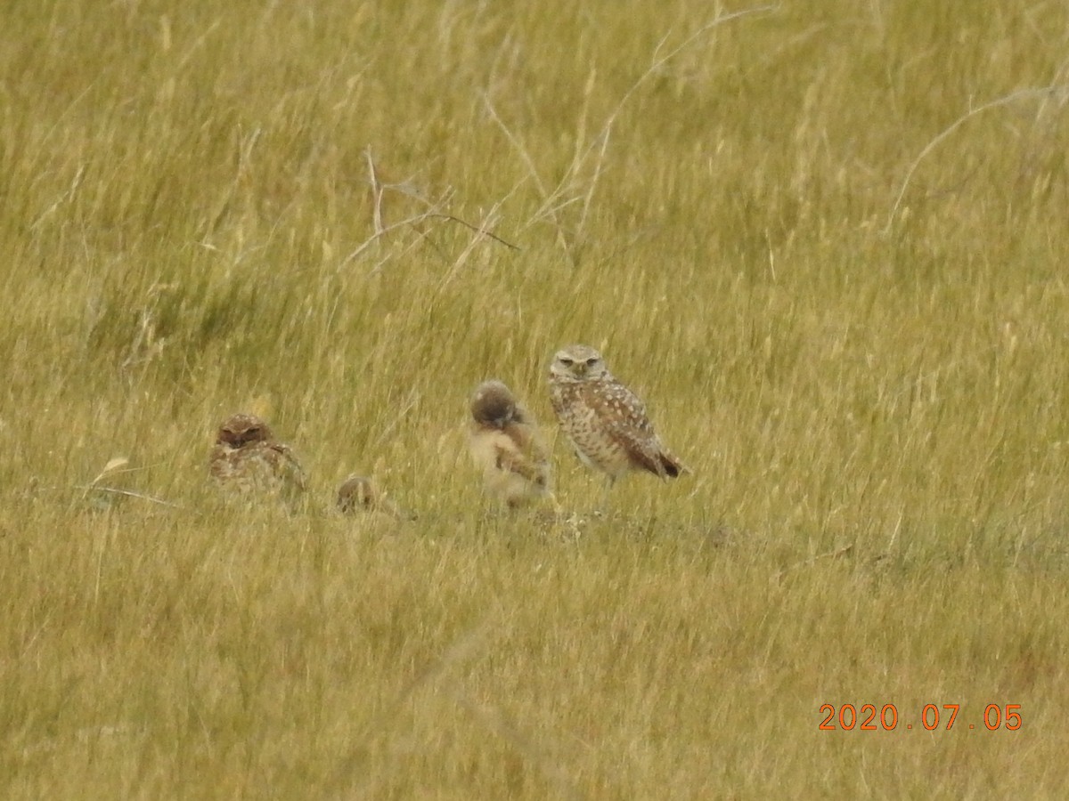 Burrowing Owl - ML247802841