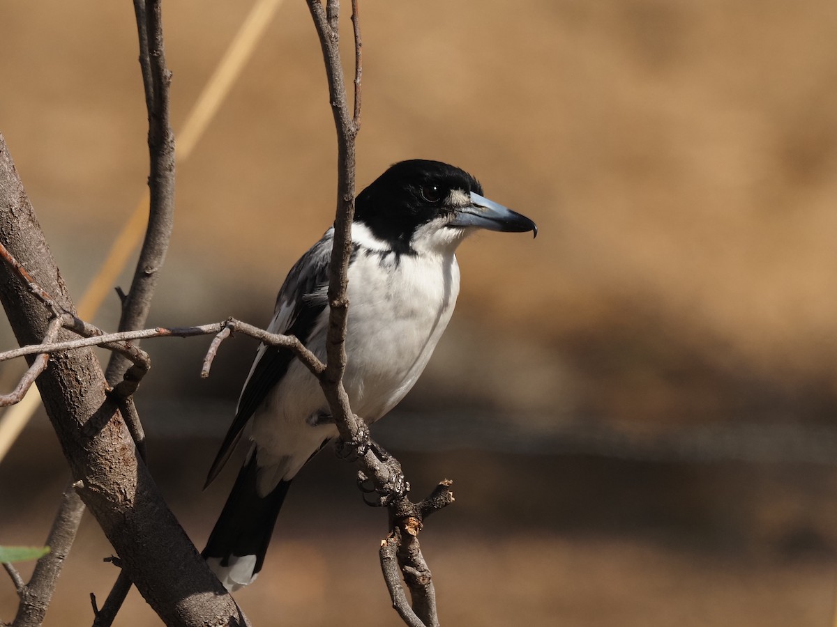 Gray Butcherbird - ML247802911