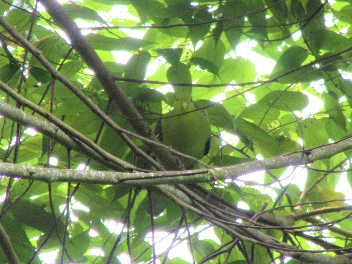 Sri Lanka Green-Pigeon - K. P. D. Madhuka