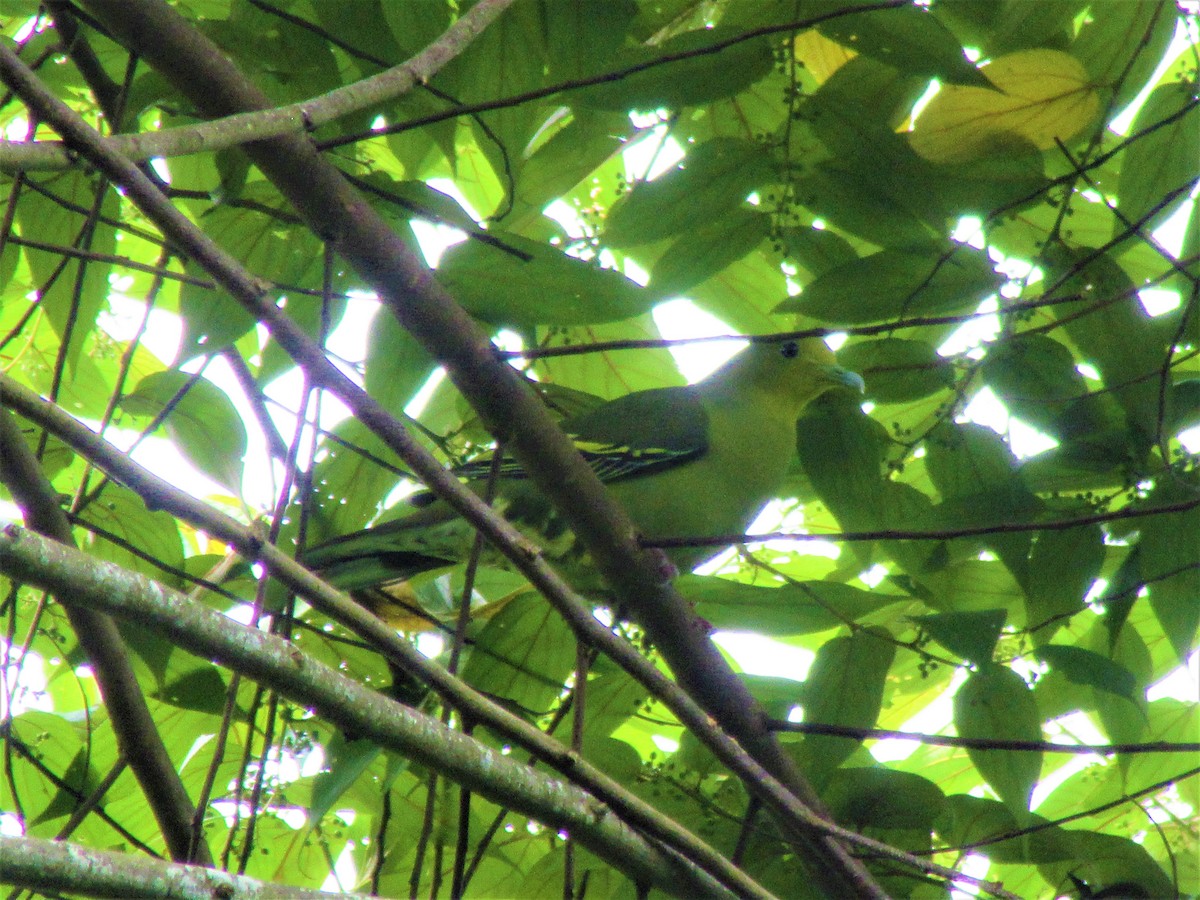 Sri Lanka Green-Pigeon - ML247803051