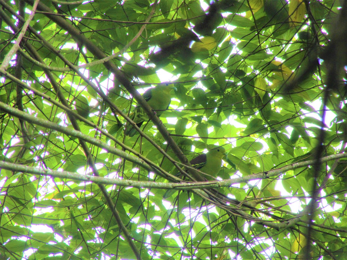 Sri Lanka Green-Pigeon - ML247803061