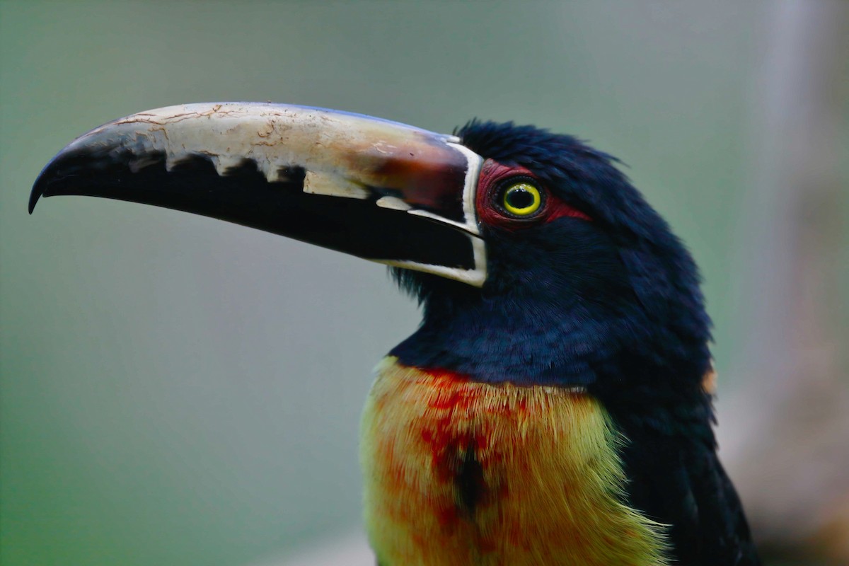 Collared Aracari - Timo Mitzen