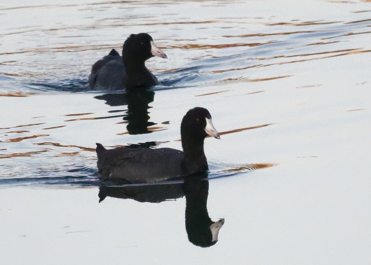 American Coot - ML247805441