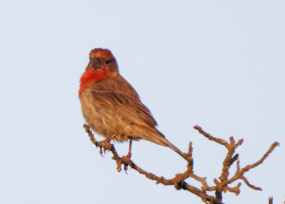 House Finch - Susanne Meyer