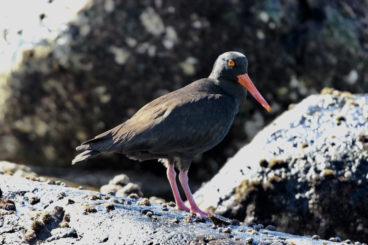 Ostrero Negro Australiano - ML247806611